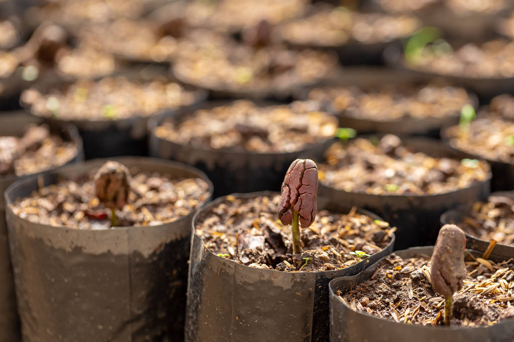 A photo of cacao trees growing from seedling to illustrate a growing chocolate enterprise.